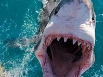 英国摄影师南非海域拍摄鲨鱼遭围攻