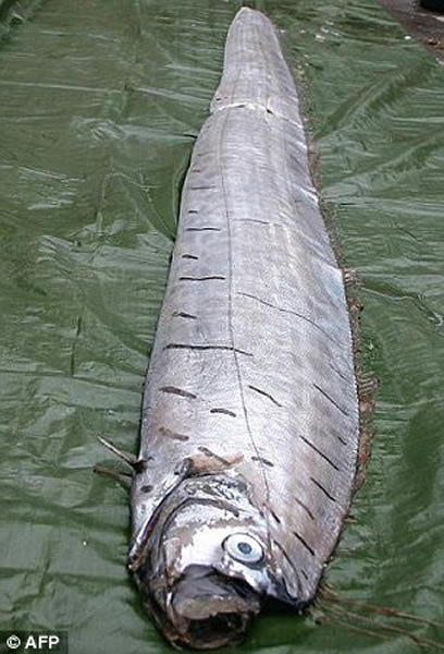 墨西哥海滩发现6米长皇带鱼