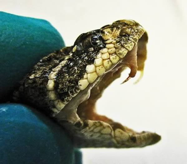 毒蛇牙齿中的毒腺在攻击时可释放出毒液,期间毒蛇下颌较小的牙齿紧紧