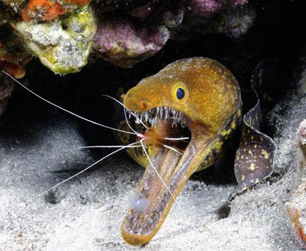 尖牙鳗鱼长着几厘米长的玻璃状牙齿,十分锋利,它的身体最大可生长至