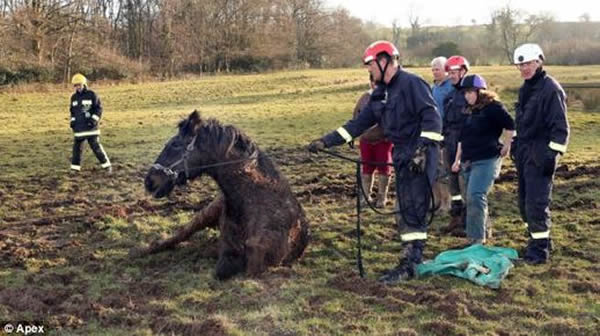 英国一只公马陷入泥潭终获救- 神秘的地球科学|自然|地理|探索