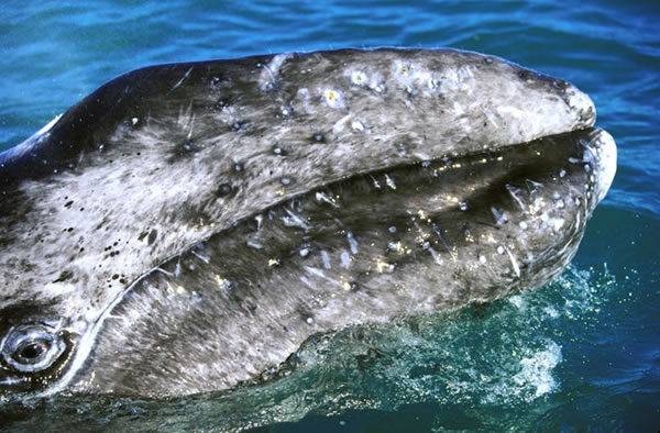 gray whale recovery fuels whalewatching success
