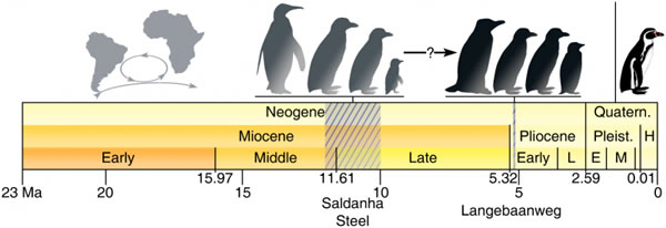 企鹅生活在非洲大陆的最早证据
