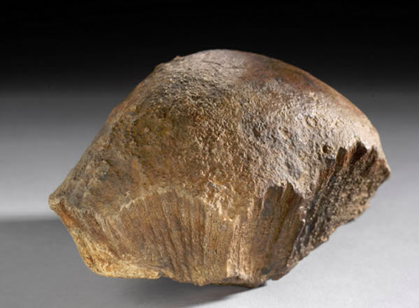 加拿大发现最古老的肿头龙化石