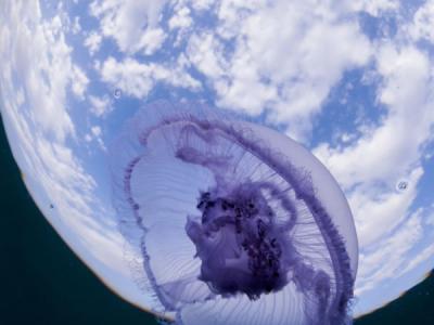 �캣������ˮĸ