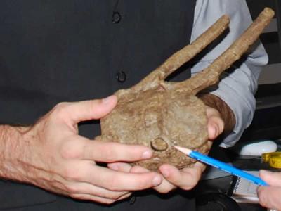 鸭嘴龙脊椎上的暴龙牙齿