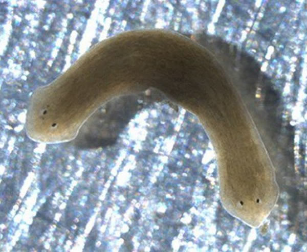 最新研究表明扁形虫的头部被切除之后仍能生长出新的头部