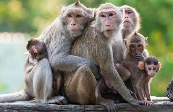 stops traffic in brazil male primates may have become monogamous