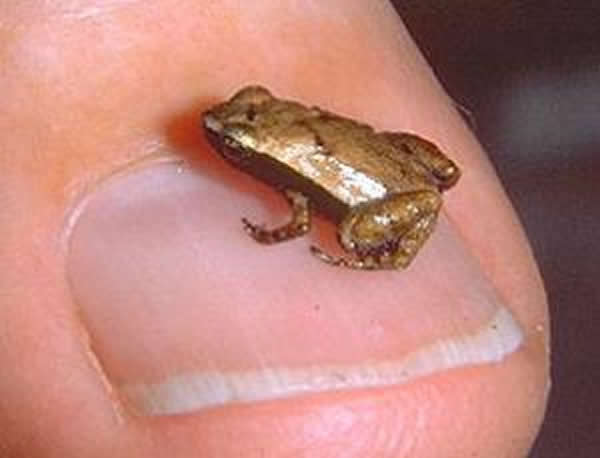 世界上体型最小的蛙类"塞舌蛙"通过口腔听见声音