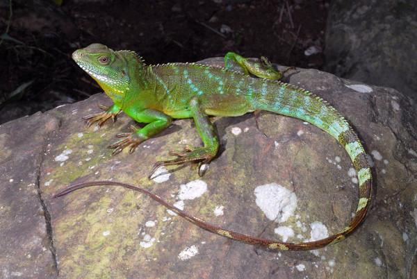 外来物种绿水龙威胁台湾原生动物