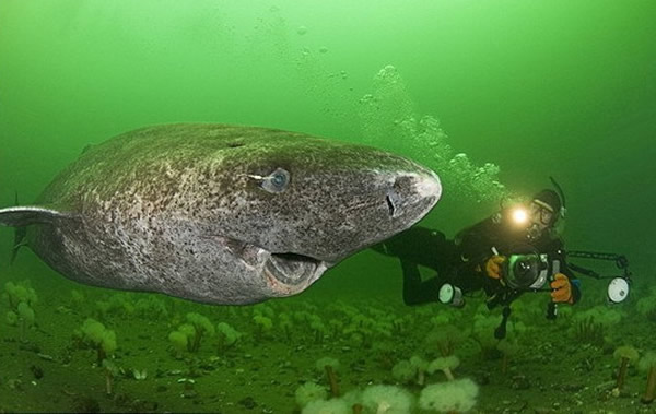 它的名字叫格陵兰鲨(greenland shark),亦称睡鲨(sleeper shark).