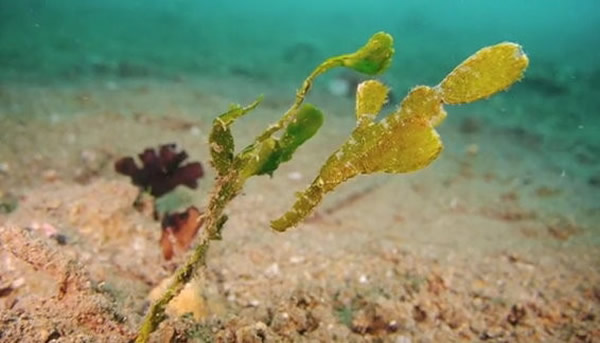 伪装高手"锯吻剃刀鱼"伪装成海草