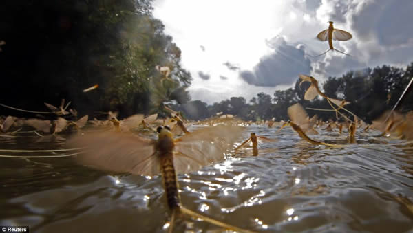 匈牙利提萨河大群长尾蜉蝣死亡前冲出水面疯狂交配 场面壮观