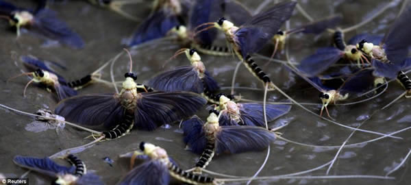 匈牙利提萨河大群长尾蜉蝣死亡前冲出水面疯狂交配场面壮观