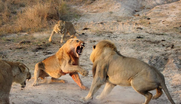 南非两头雌狮大战雄狮解救幼狮