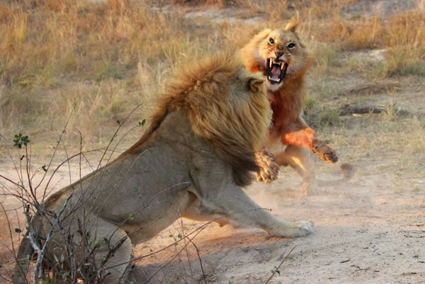 南非两头雌狮大战雄狮解救幼狮