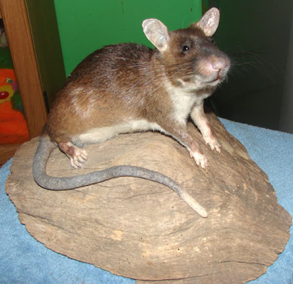 耐寒的巨大啮齿动物225万年后或统治地球