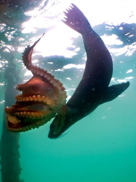 澳大利亚莫宁顿半岛海狗捕食大章鱼