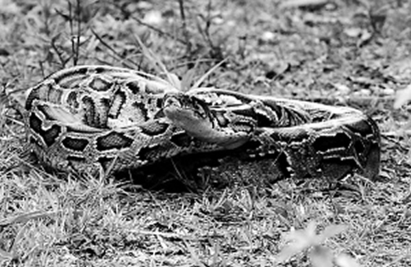 2006年海南三亚大东海一土山上挖土机挖出夫妻大蟒蛇