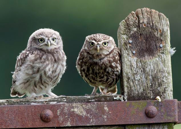 英国一只猫头鹰妈妈给孩子喂食似接吻