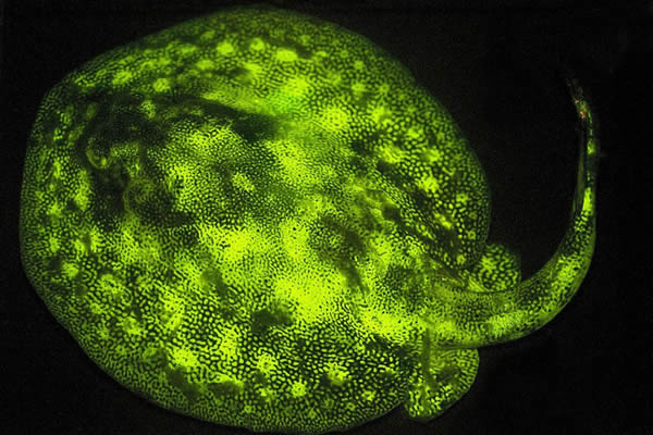 科学家发现超过180种的海底发光鱼