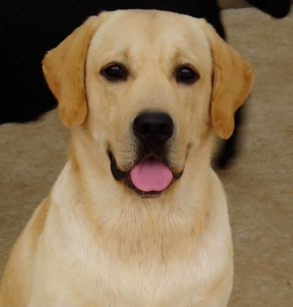 拉布拉多犬连续23年蝉联美国最受欢迎犬种