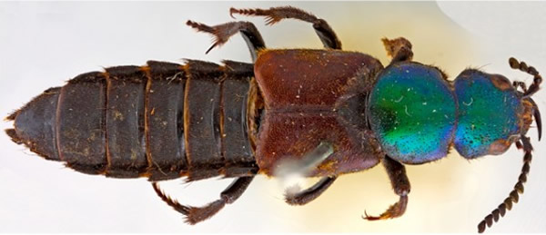 新甲虫物种以达尔文和大卫赛德瑞斯命名