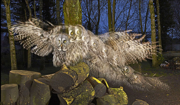 新摄影技术震撼抓拍仓鸮捕猎