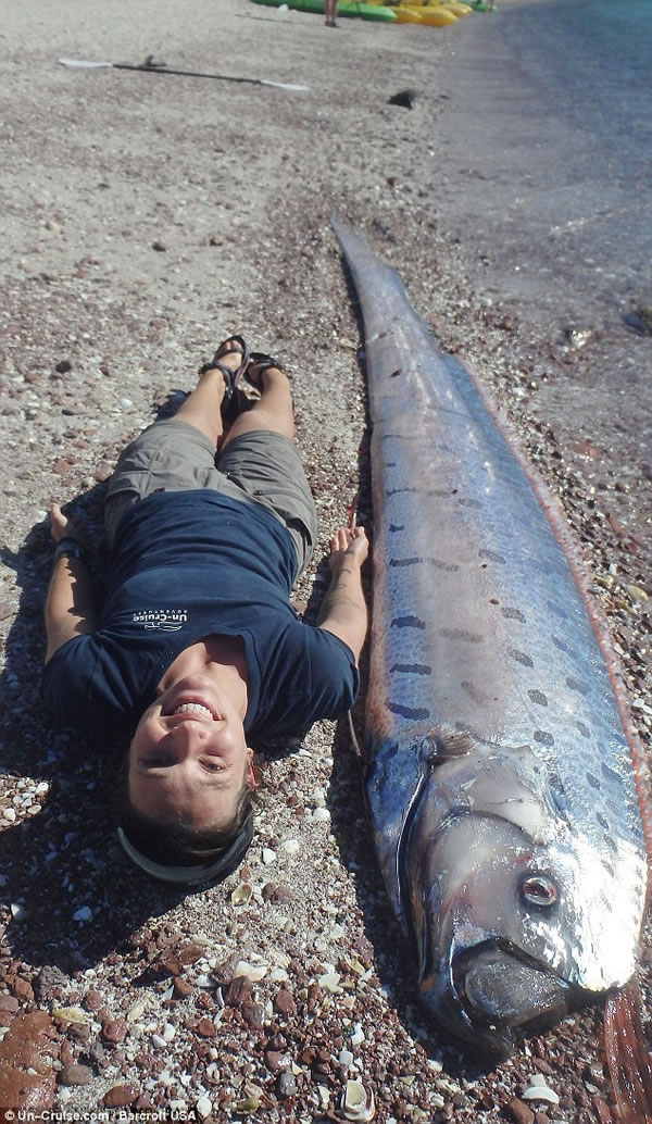 墨西哥海滩现近5米长皇带鱼