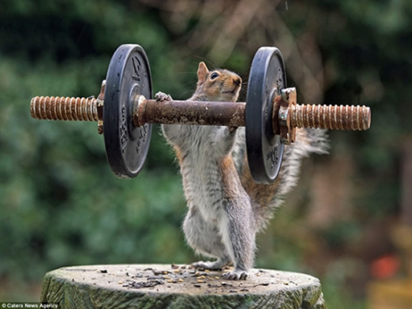 小松鼠表演"杂技"妙趣横生
