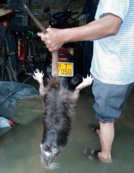 广东暴雨冲出1.2米巨鼠 民众随街捕鱼 - 神秘的地球 科学|自然|地理|