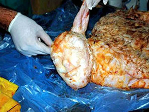 土耳其伊兹密尔诞下恐怖人面羊