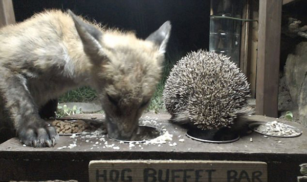 镜头捕捉到狐狸与刺猬亲密进食