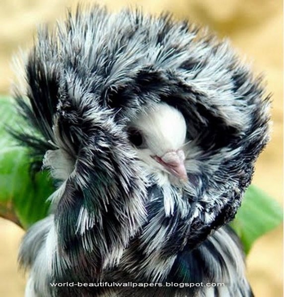 雍容华贵的雅各宾鸽