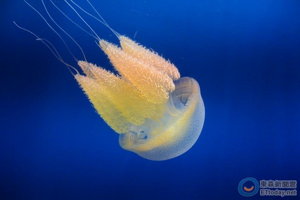 水中精灵「端鞭水母」现身 雪白肌惊艳海生馆.