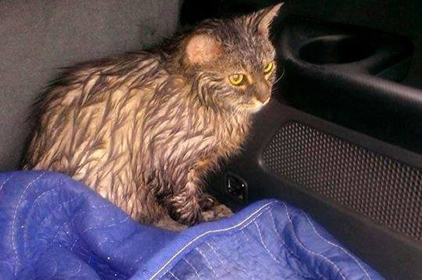 猫咪差点被淹死,幸好有好心人施救,才终于让它活了过来.