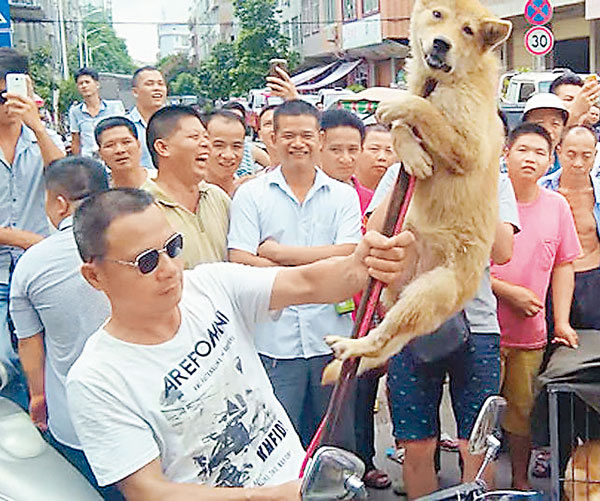 狗肉节一直备受争议,当地以宠物狗交易为主的"大市场",昨有爱狗人士