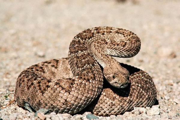 泰国女子14岁时被马来响尾蛇咬伤 50年后小腿上长出大肿瘤