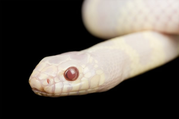 一条白化的加州王蛇,摄于2009年.