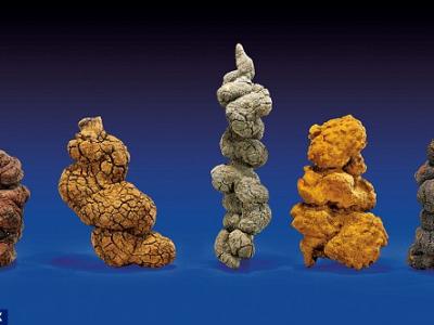 世界上最长的恐龙粪便化石将在美国洛杉矶拍卖