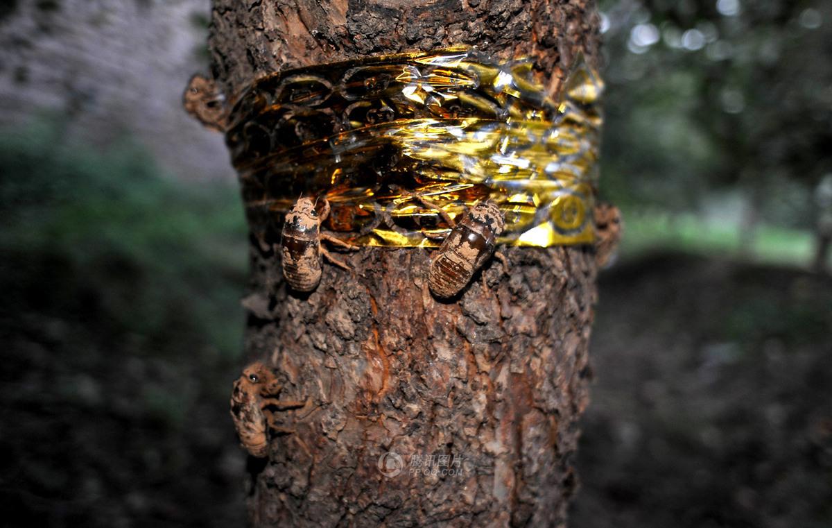 为了不让金蝉爬得太高,村民们用光滑的胶带缠绕在果树树干上.