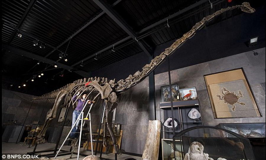 几个月前一具梁龙骨骼化石以50万英镑成功拍卖.