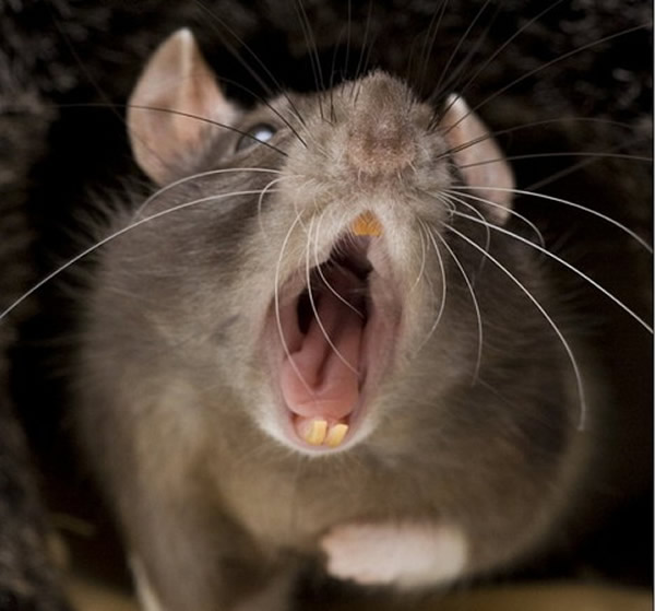 美国首都华盛顿医院太平间老鼠乱窜