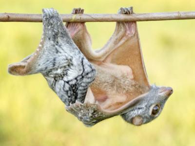 印度尼西亚三发县拍摄到飞狐猴午后倒挂在树枝上小憩的画面