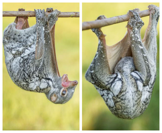 印度尼西亚三发县拍摄到飞狐猴午后倒挂在树枝上小憩的画面
