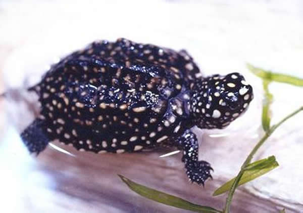 中国将缴获的204只珍稀动物哈米顿氏龟交予其原籍国巴基斯坦