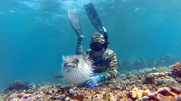 美国夏威夷潜水惊现"河豚人"