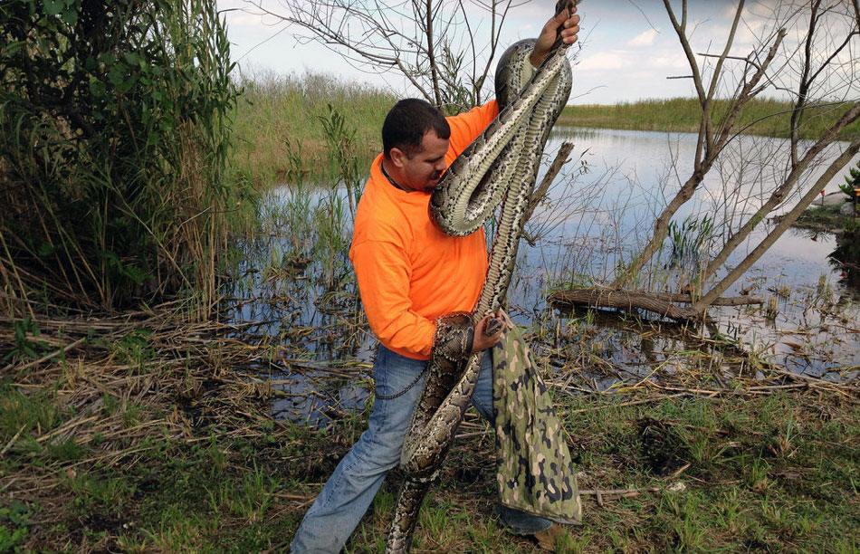美国捕蛇人在佛罗里达大沼泽地从事捕捉蟒蛇的工作