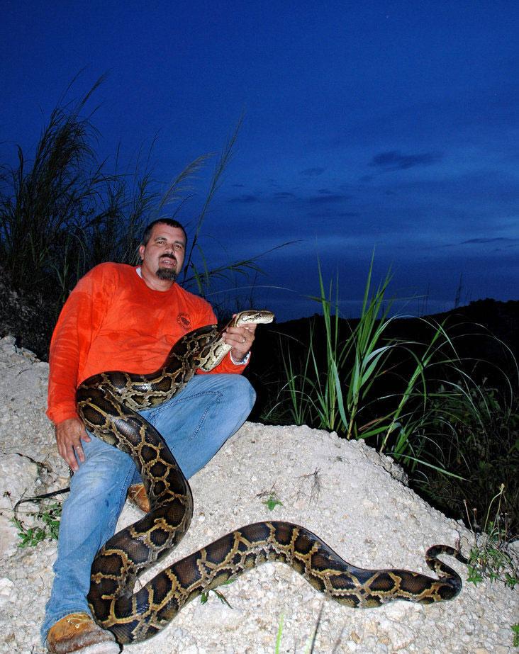 美国捕蛇人在佛罗里达大沼泽地从事捕捉蟒蛇的工作