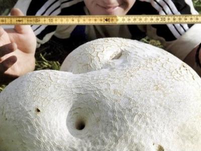 俄罗斯巴什科尔托斯坦一名蘑菇采摘者发现一个巨型马勃菌